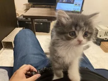 けんし 様のお迎えした子猫