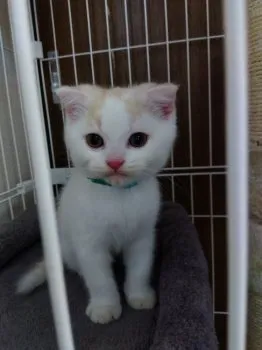 ベリック 様のお迎えした子猫