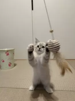 ハナダ 様のお迎えした子猫