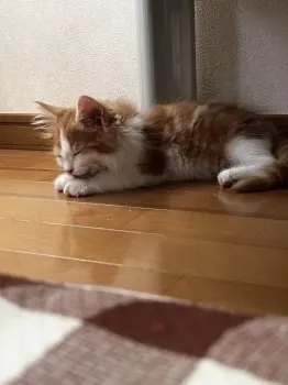 ひろ 様のお迎えした子猫