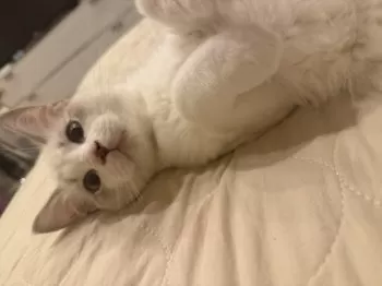 A.M 様のお迎えした子猫