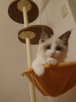 ザギ 様のお迎えした子猫