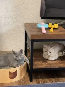 スー 様のお迎えした子猫