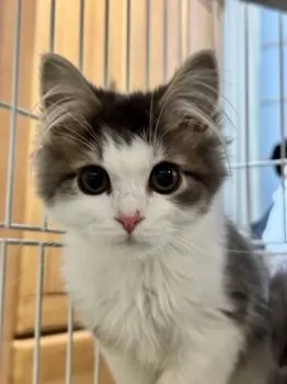 いしくり 様のお迎えした子猫