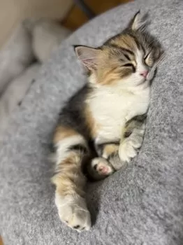 K.S 様のお迎えした子猫