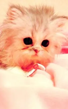 ハッピーライ男 様のお迎えした子猫