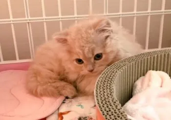 Sakura 様のお迎えした子猫