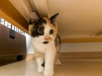 あきかん 様のお迎えした子猫