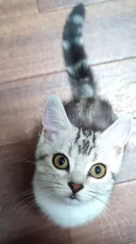 ママ猫 様のお迎えした子猫