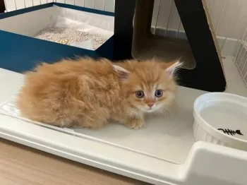 T.A 様のお迎えした子猫