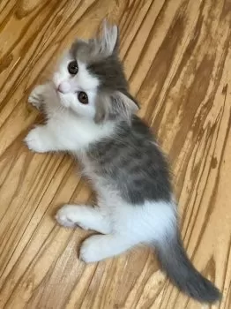 C.S 様のお迎えした子猫