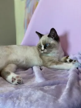 M.N 様のお迎えした子猫