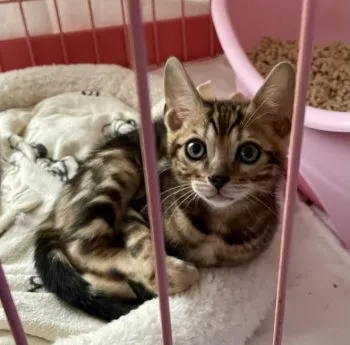 るい 様のお迎えした子猫