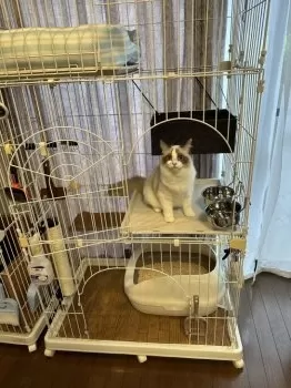 K.M 様のお迎えした子猫