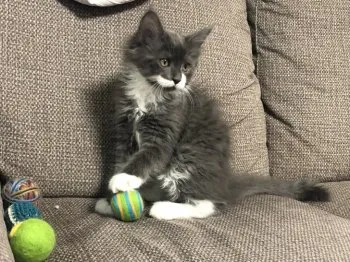 K.Ｉ 様のお迎えした子猫