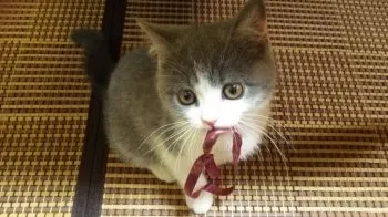 あずきマム 様のお迎えした子猫