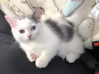 Mian1016 様のお迎えした子猫