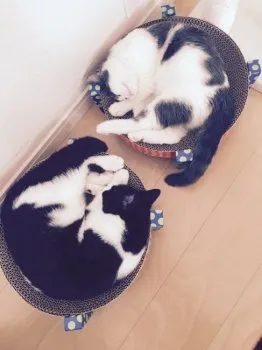 すーた 様のお迎えした子猫