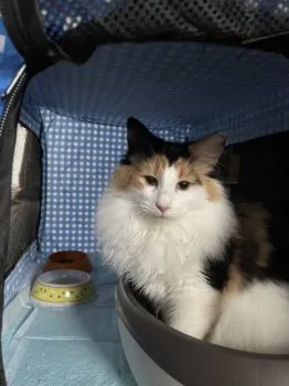 あーちゃん 様のお迎えした子猫