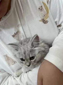 taru🌙mama 様のお迎えした子猫