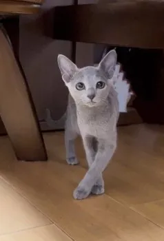 らいち 様のお迎えした子猫
