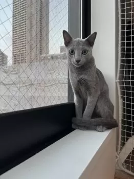 しもっち 様のお迎えした子猫