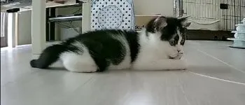 モモのママ 様のお迎えした子猫