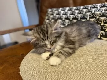 さとちゃん 様のお迎えした子猫