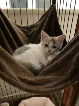 tomo 様のお迎えした子猫