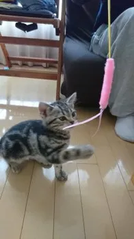 ひまれお 様のお迎えした子猫