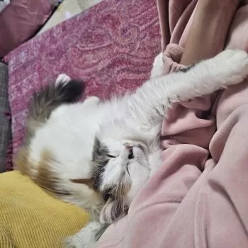 さき 様のお迎えした子猫