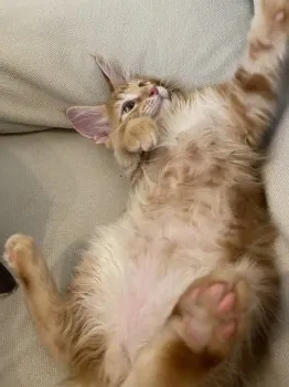 ももん 様のお迎えした子猫