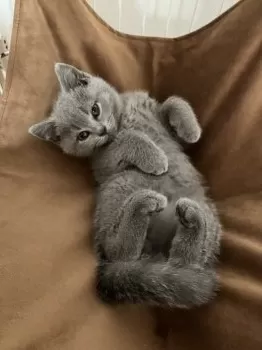 Y.M 様のお迎えした子猫