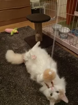 Y.M 様のお迎えした子猫