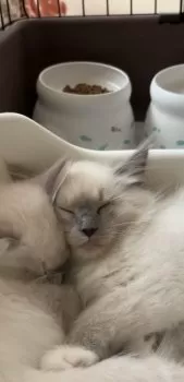 まこ 様のお迎えした子猫