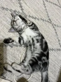 Y.K 様のお迎えした子猫