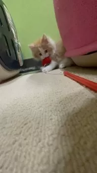 T 様のお迎えした子猫