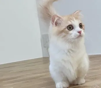 N.H 様のお迎えした子猫