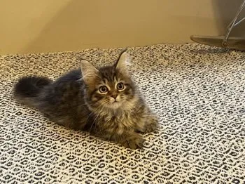まゆき 様のお迎えした子猫