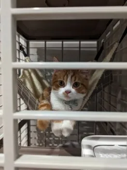 M.I 様のお迎えした子猫