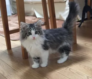 なみ 様のお迎えした子猫