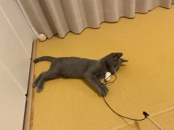 M.I 様のお迎えした子猫
