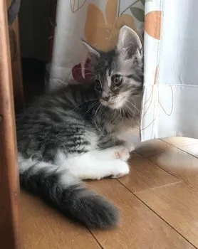 うに 様のお迎えした子猫