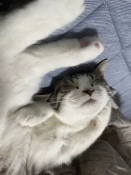 ぽんかん 様のお迎えした子猫