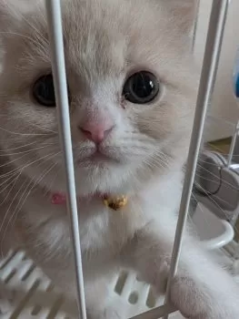 よっしー 様のお迎えした子猫