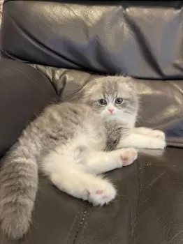 A.T 様のお迎えした子猫