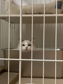 Y.K 様のお迎えした子猫