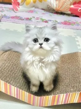 I.Sayo 様のお迎えした子猫