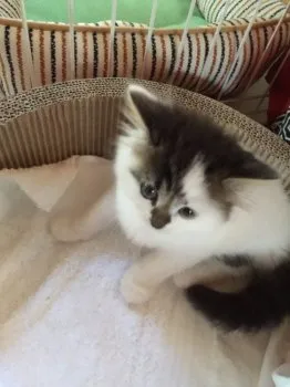 ふたちゃん 様のお迎えした子猫