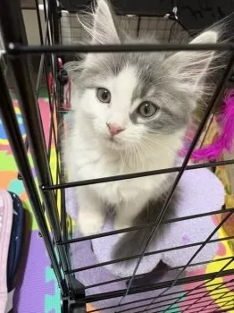 M.M 様のお迎えした子猫